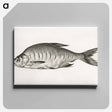 アートパネル-Fish - ジャン ベルナール Canvas.
