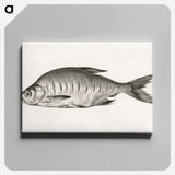 アートパネル-Fish - ジャン ベルナール Canvas.