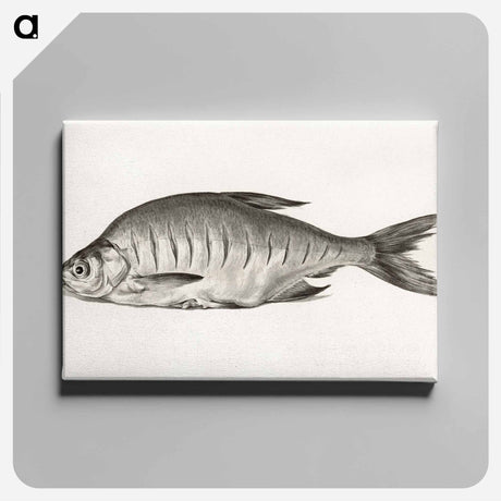 アートパネル-Fish - ジャン ベルナール Canvas.