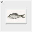 アートポストカード-Fish - ジャン ベルナール Postcard.