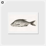 アートポストカード-Fish - ジャン ベルナール Postcard.