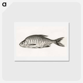 アートポストカード-Fish - ジャン ベルナール Postcard.
