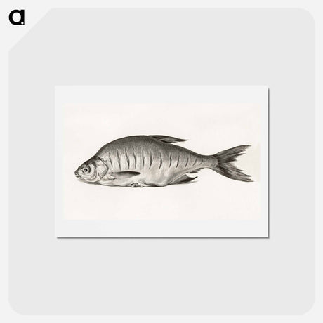 アートポストカード-Fish - ジャン ベルナール Postcard.