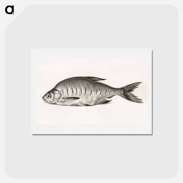 アートポストカード-Fish - ジャン ベルナール Postcard.