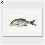 1-38_Jean-Bernard_picture