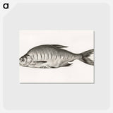 アートポストカード-Fish - ジャン ベルナール Postcard.