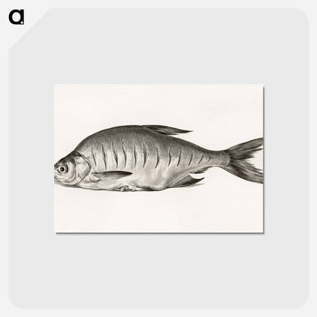 アートポストカード-Fish - ジャン ベルナール Postcard.