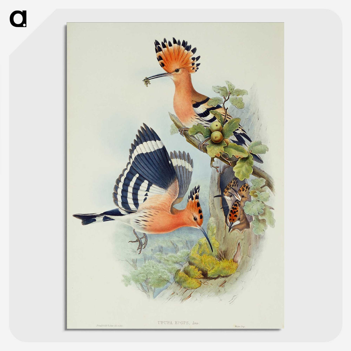 1-38_John-Gould_picture-crop