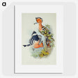 1-38_John-Gould_picture