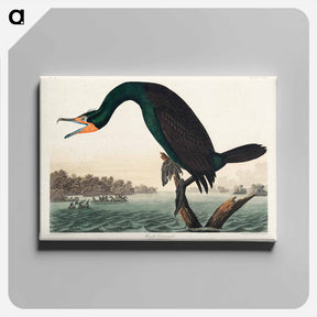 アートパネル-Florida Cormorant
 - ジョン ジェームス オーデュボン Canvas.