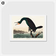 アートポストカード-Florida Cormorant
 - ジョン ジェームス オーデュボン Postcard.