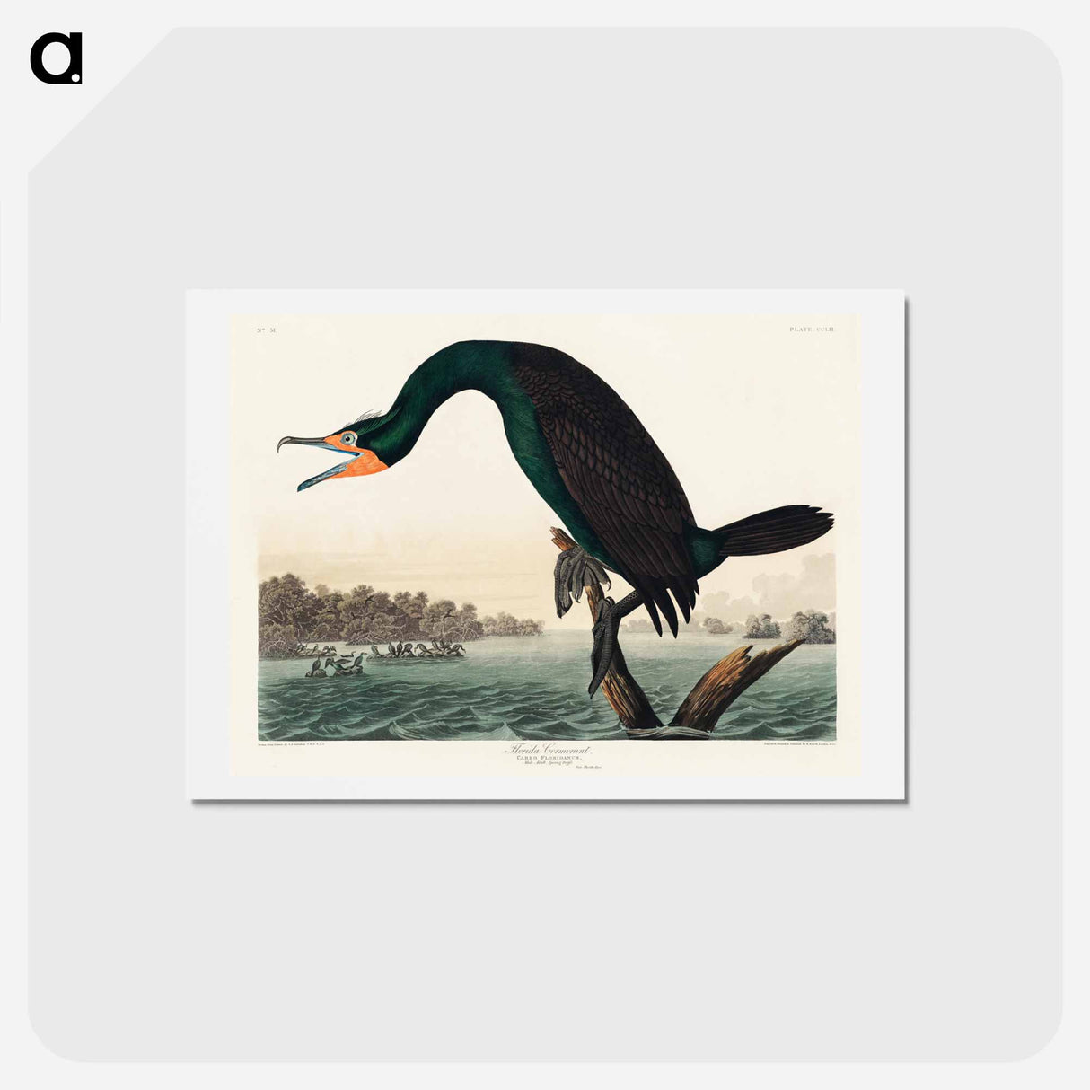 アートポストカード-Florida Cormorant
 - ジョン ジェームス オーデュボン Postcard.