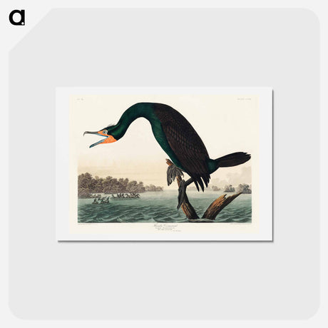 アートポストカード-Florida Cormorant
 - ジョン ジェームス オーデュボン Postcard.