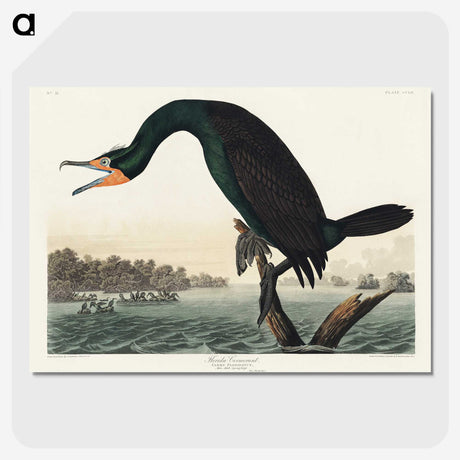 1-38_John-James-Audubon_picture-crop
