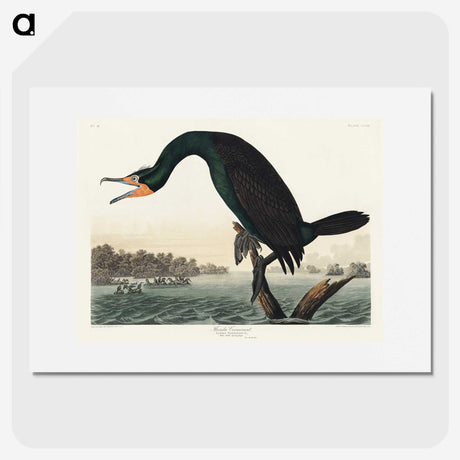1-38_John-James-Audubon_picture
