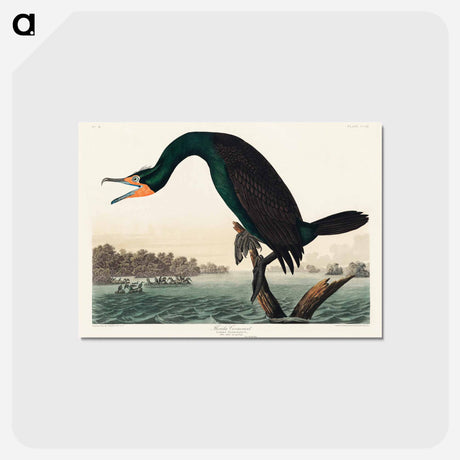 アートポストカード-Florida Cormorant
 - ジョン ジェームス オーデュボン Postcard.