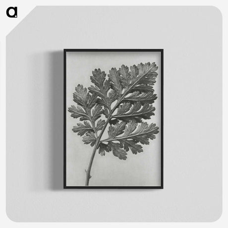 1-38_Karl-Blossfeldt_blk-crop