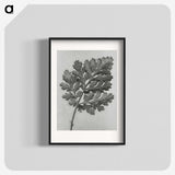 1-38_Karl-Blossfeldt_blk