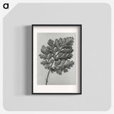 アートポスター-Chrysanthemum parthenium - カール ブロスフェルト Poster.