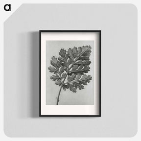 アートポスター-Chrysanthemum parthenium - カール ブロスフェルト Poster.