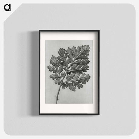 アートポスター-Chrysanthemum parthenium - カール ブロスフェルト Poster.