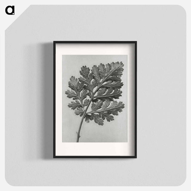 アートポスター-Chrysanthemum parthenium - カール ブロスフェルト Poster.