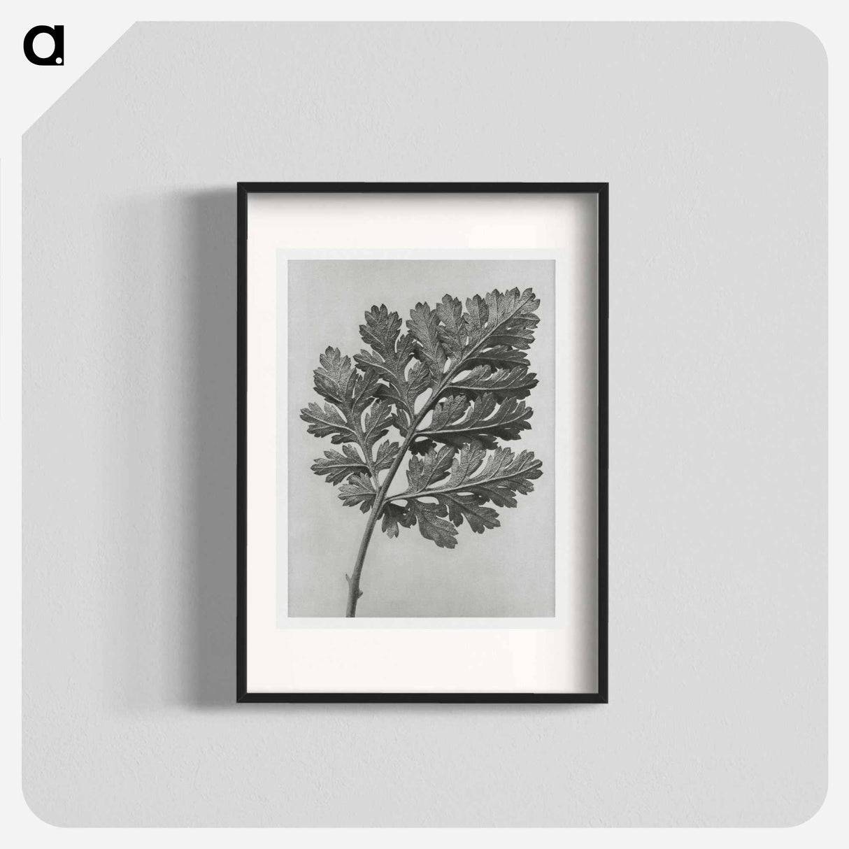 Chrysanthemum parthenium - Karl Blossfeldt Poster.