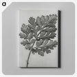1-38_Karl-Blossfeldt_canvas