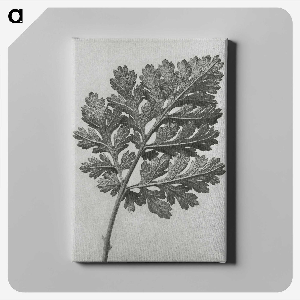 1-38_Karl-Blossfeldt_canvas
