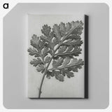 1-38_Karl-Blossfeldt_canvas