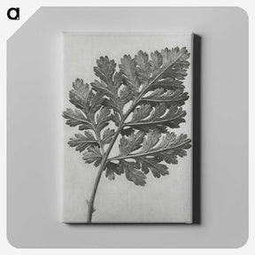 1-38_Karl-Blossfeldt_canvas