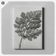 アートパネル-Chrysanthemum parthenium - カール ブロスフェルト Canvas.