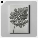 アートパネル-Chrysanthemum parthenium - カール ブロスフェルト Canvas.