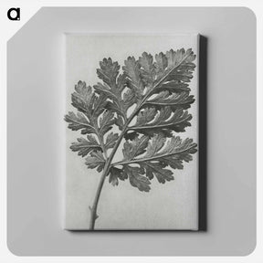 アートパネル-Chrysanthemum parthenium - カール ブロスフェルト Canvas.