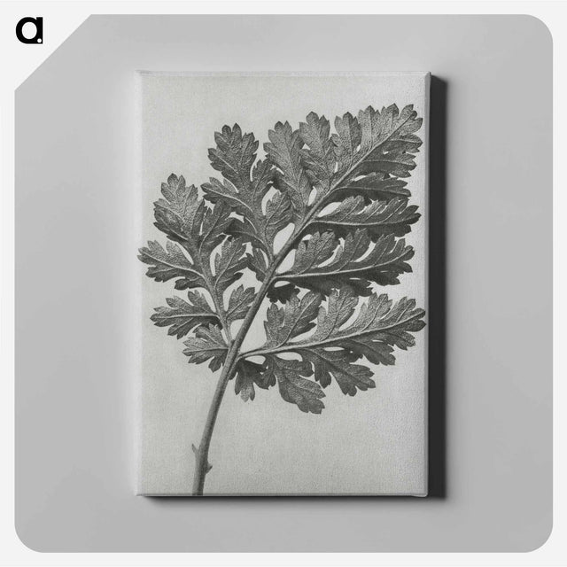 アートパネル-Chrysanthemum parthenium - カール ブロスフェルト Canvas.