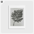 アートポストカード-Chrysanthemum parthenium - カール ブロスフェルト Postcard.