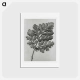 アートポストカード-Chrysanthemum parthenium - カール ブロスフェルト Postcard.