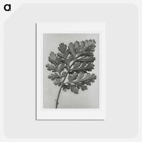 アートポストカード-Chrysanthemum parthenium - カール ブロスフェルト Postcard.