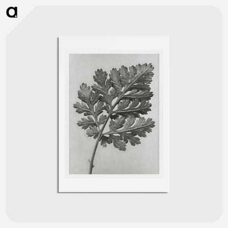 アートポストカード-Chrysanthemum parthenium - カール ブロスフェルト Postcard.