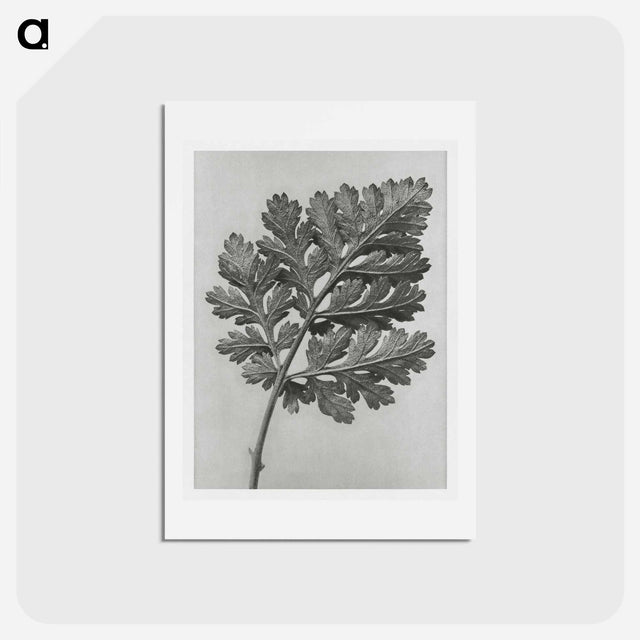 アートポストカード-Chrysanthemum parthenium - カール ブロスフェルト Postcard.