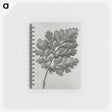 1-38_Karl-Blossfeldt_memo
