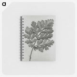 1-38_Karl-Blossfeldt_memo