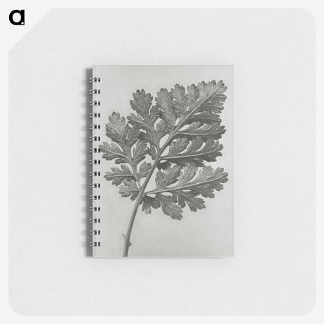 1-38_Karl-Blossfeldt_memo