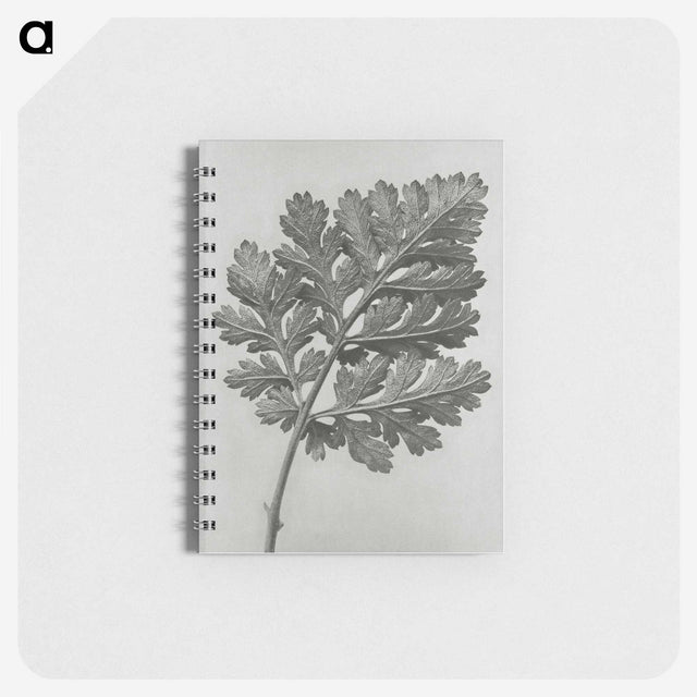 1-38_Karl-Blossfeldt_memo