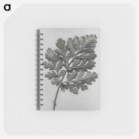 アートメモ帳-Chrysanthemum parthenium - カール ブロスフェルト Memo.