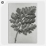1-38_Karl-Blossfeldt_picture-crop