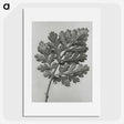 1-38_Karl-Blossfeldt_picture
