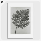 1-38_Karl-Blossfeldt_picture