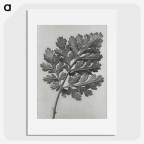 1-38_Karl-Blossfeldt_picture