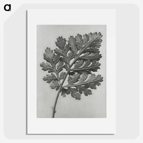 1-38_Karl-Blossfeldt_picture